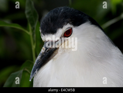 Nitticora (Nycticorax nycticorax) Foto Stock