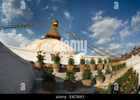 Il Nepal, Kathmandu, Boudhanath, stupa, vasi di fiori di tagete sulla terrazza Foto Stock