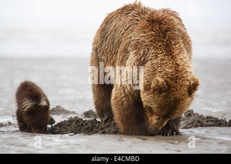 Marrone o Orso grizzly seminare con cubs, il Parco Nazionale del Lago Clark, Alaska. Foto Stock