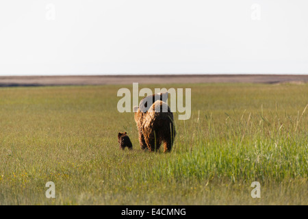 Marrone o Orso grizzly seminare con cubs, il Parco Nazionale del Lago Clark, Alaska. Foto Stock