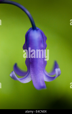 Bluebells indurire in legno vicino a Bradford Foto Stock