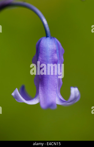 Bluebells indurire in legno vicino a Bradford Foto Stock