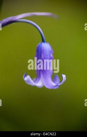 Bluebells indurire in legno vicino a Bradford Foto Stock