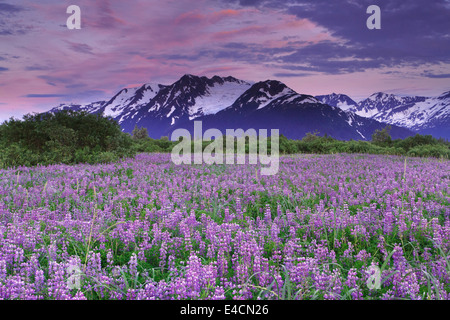 Campo di fiori selvatici di lupino lungo Turnagain Arm, Chugach National Forest, Alaska. Foto Stock