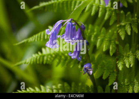 Bluebells indurire in legno vicino a Bradford Foto Stock