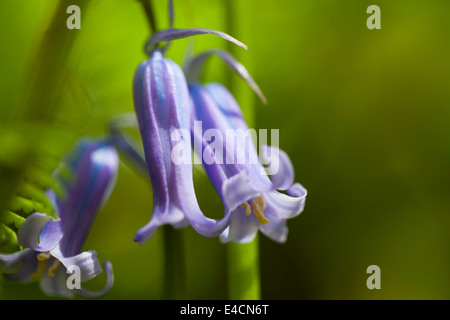 Bluebells indurire in legno vicino a Bradford Foto Stock