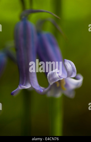 Bluebells indurire in legno vicino a Bradford Foto Stock