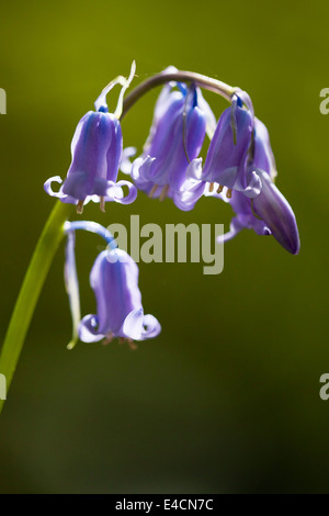 Bluebells indurire in legno vicino a Bradford Foto Stock