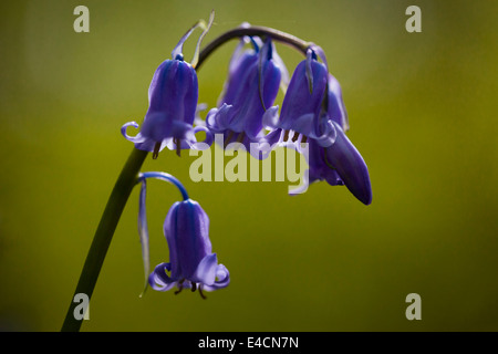 Bluebells indurire in legno vicino a Bradford Foto Stock