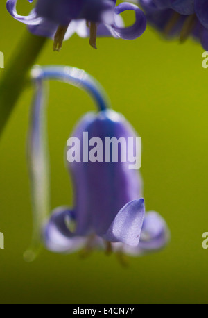 Bluebells indurire in legno vicino a Bradford Foto Stock