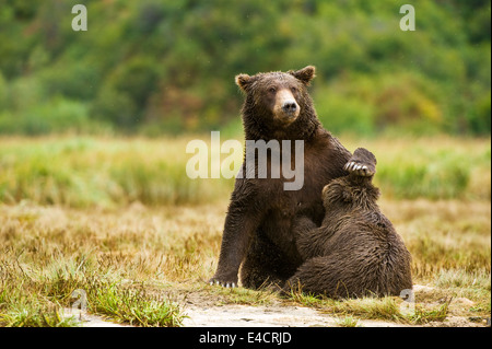 Una madre coastal orso bruno (orso grizzly) infermiere un cub in Katmai National Park, Alaska, STATI UNITI D'AMERICA Foto Stock