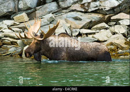 Un grande bull moose wades nel porto di geografica, Katmai National Park, Alaska Foto Stock