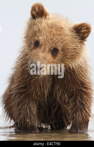 Marrone o Orso grizzly cubs, il Parco Nazionale del Lago Clark, Alaska. Foto Stock