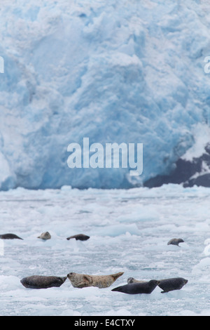 Le guarnizioni di tenuta del porto (Phoca vitulina) al ghiacciaio Chenega nel fiordo di Nassau, Prince William Sound, Chugach National Forest, Alaska. Foto Stock