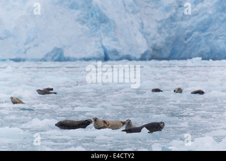 Le guarnizioni di tenuta del porto (Phoca vitulina) al ghiacciaio Chenega nel fiordo di Nassau, Prince William Sound, Chugach National Forest, Alaska. Foto Stock