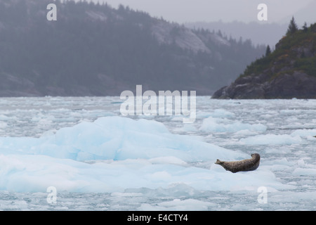 Guarnizione di tenuta del porto (Phoca vitulina) al ghiacciaio Chenega nel fiordo di Nassau, Prince William Sound, Chugach National Forest, Alaska. Foto Stock