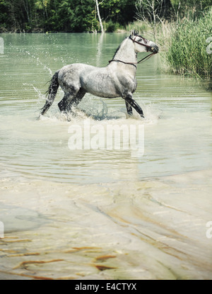 Immagine del cavallo bianco in piscina Foto Stock