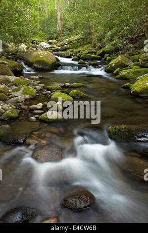 Roaring Fork Creek nel Parco Nazionale di Great Smoky Mountains in Tennessee Foto Stock