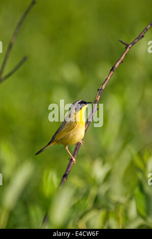 Yellowthroat comune Foto Stock