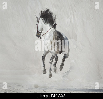 Foto di presentazione il galoppo maestoso cavallo Foto Stock