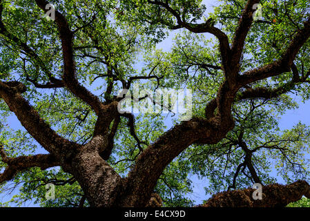 Vista cielo attraverso i rami di un vecchio albero di quercia Foto Stock