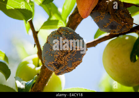 Marciume bruno malattia fungina (Monilinia fructicola) su prugne - USA Foto Stock