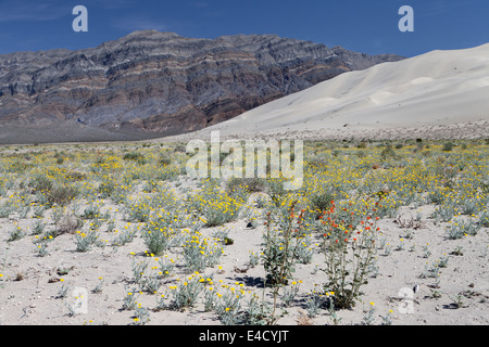 Fioritura di fiori di campo in corrispondenza della base del piede 680 alte dune di Eureka e l'ultima modifica intervallo nel Parco Nazionale della Valle della Morte. Foto Stock