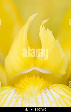 Close-up di giallo Iris barbuto Foto Stock