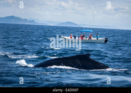 I turisti fotografare un Humpback Whale vicino a Mazatlan, Sinaloa, Messico. Foto Stock