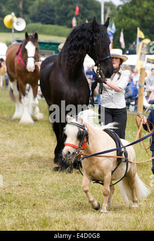 Miniatura pony Shetland con un stallone Frisone in mano a una massa mostra in Inghilterra Foto Stock