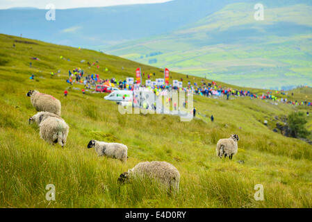 Le pecore e gli spettatori in attesa dell arrivo del 2014 Tour de France prima tappa su Buttertubs Pass North Yorkshire Foto Stock