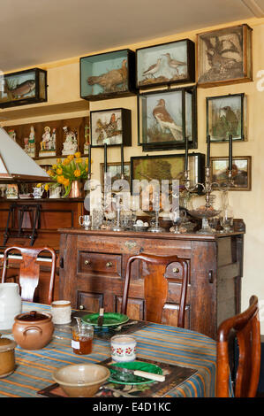 Bicchiere di tassidermia linea di casi di una parete in un paese affascinante cucina farcite con un assortimento di oggetti di antiquariato e insolito stoviglie Foto Stock