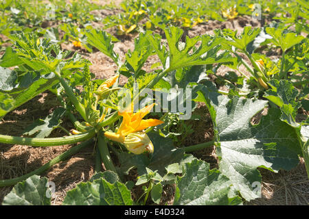 Squash zucchina midollo prodotto organico fioritura estiva maturazione del raccolto nascosto sotto una massa di foglie di protezione nel campo Foto Stock