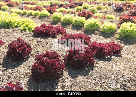 Righe di coltivazione biologica di lattuga iceberg, Lactuca spp, fonte di vitamine esp vit K che mostra il dettaglio di semina nel metodo di allevamento Foto Stock