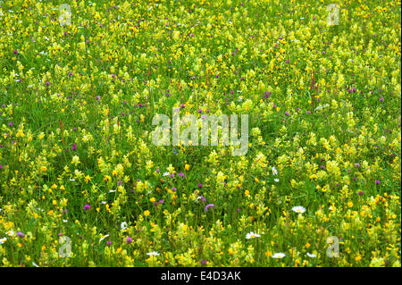 Europeo sonaglio giallo (Rhinanthus alectorolophus) su una fioritura prato primavera, Baviera, Germania Foto Stock