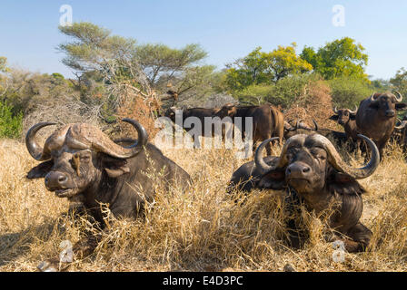 Bufali africani o Cape Buffalose (Syncerus caffer) allevamento in erba secca, Kruger National Park, Sud Africa Foto Stock