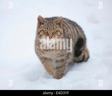 Gatto selvatico (Felis silvestris) in piedi nella neve, captive, Baden-Württemberg, Germania Foto Stock