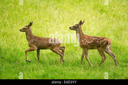 Il cervo (Cervus elaphus), due cerbiatti in un prato, captive, Baviera, Germania Foto Stock