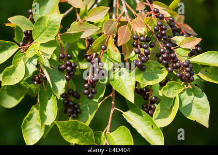 Sanguinella (Cornus sanguinea), foglie e frutti, Turingia, Germania Foto Stock