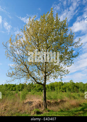 Aspen (Populus tremula), Bassa Sassonia, Germania Foto Stock