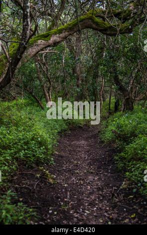 Percorso nella Foresta Milkwood, Grootbos, Gansbay, Western Cape, Sud Africa Foto Stock