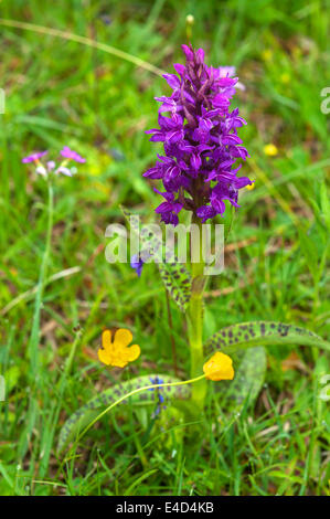 Di latifoglie orchidea palustre (Dactylorhiza majalis), Baviera, Germania Foto Stock