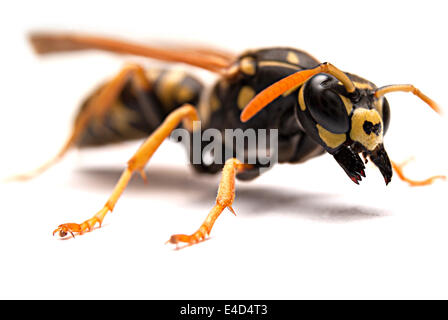 Attacco singolo wasp con open mandibole su sfondo bianco Foto Stock