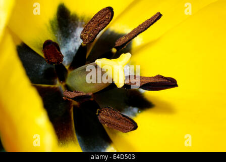 Aprire il tulipano Foto Stock