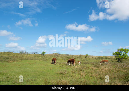 Il pascolo Hereford vacche su olandese isola di wadden Terschelling Foto Stock