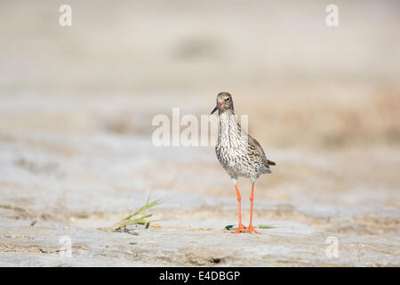 Common redshank all isola di wadden Terschelling nei Paesi Bassi Foto Stock