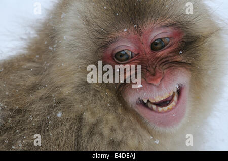 Close-up verticale di un maschio maturo Macaque giapponese aka Snow Monkey prese a Jigokudani "Hell's Valley" Wild Monkey Park Giappone Foto Stock