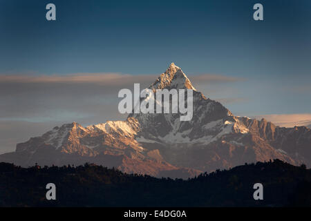 Il Nepal, Pokhara, catena Hannapurna, Machhapuchchhre, coda di pesce di montagna, all'alba nella prima luce Foto Stock