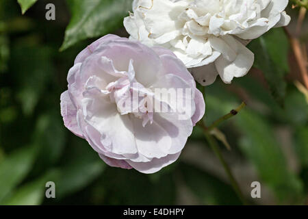 Lillà singola Blush Noisette fiore Foto Stock