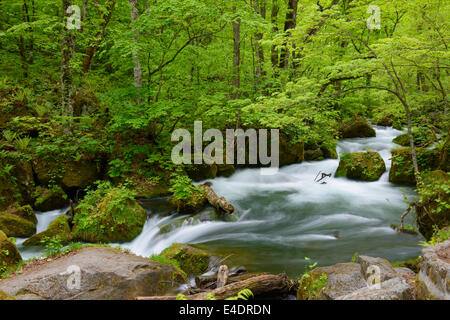 Oirase gorge nel fresco verde, Aomori, Giappone Foto Stock